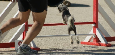 du domaine de Cha Su Bao - Championnat Régional Agility