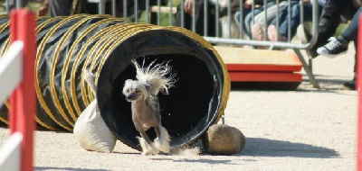 du domaine de Cha Su Bao - Objectif atteint !!! Cha Cha obtient son  1er degré en Agility