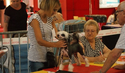 du domaine de Cha Su Bao - Avignon 2013 CACIB