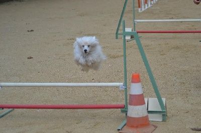 du domaine de Cha Su Bao - Agility Montredon des Corbières Novembre 2014