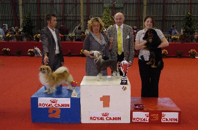 du domaine de Cha Su Bao - 2ème MEILLEUR CHIEN de la Spéciale de race à Auch