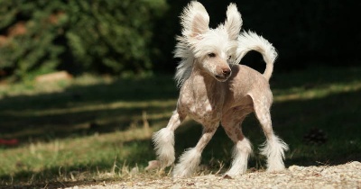 du domaine de Cha Su Bao - Valence CACS CACIB