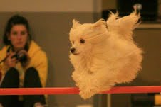 du domaine de Cha Su Bao - Superbes Résultats en Expo mais aussi en Agility pour notre Elevage !!