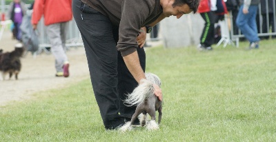 du domaine de Cha Su Bao - Résultats du Championnat de France d'Agility Auch 2013