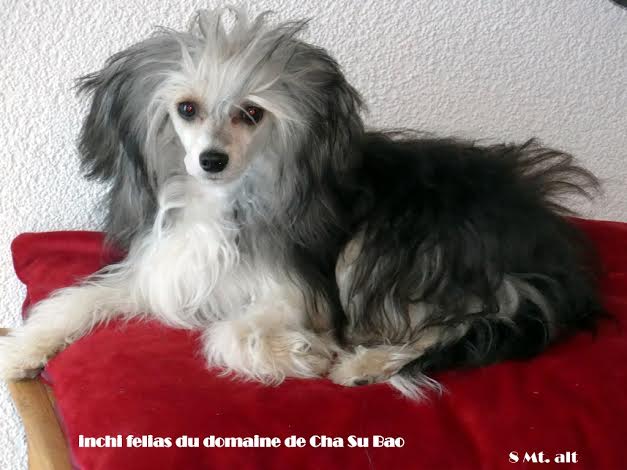 du domaine de Cha Su Bao - Inchi Félias du Domaine de Cha Su Bao