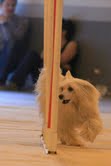 du domaine de Cha Su Bao - Agility