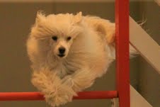 du domaine de Cha Su Bao - Coupe Régionale D'agility Béziers 2013