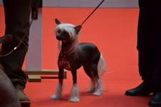 du domaine de Cha Su Bao - Valence CACS CACIB