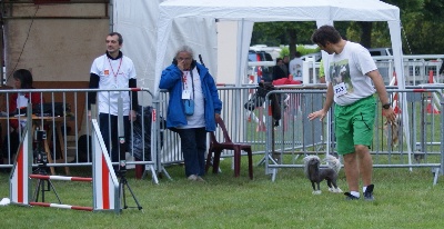 du domaine de Cha Su Bao - Agility