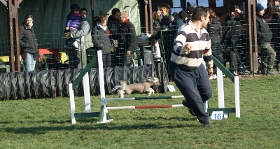 du domaine de Cha Su Bao - Agility Régionale : Pyrénées Gascogne