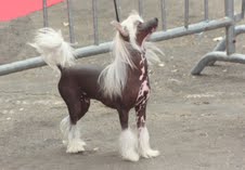 du domaine de Cha Su Bao - PARIS DOG SHOW