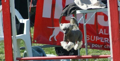 du domaine de Cha Su Bao - Vidéo du Championnat Régional d'Agility de Béziers