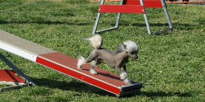 du domaine de Cha Su Bao - Agility le 13 Avril 2013