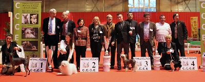 du domaine de Cha Su Bao - 3ème Meilleur chien de la nationale d'élevage 2014