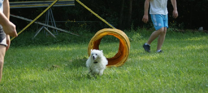 les chinois et l'agility